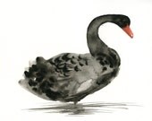 BLACK SWAN Original watercolor painting 10X8inch