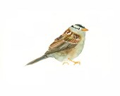 WHITE crowned SPARROW Original watercolor painting 10X8inch