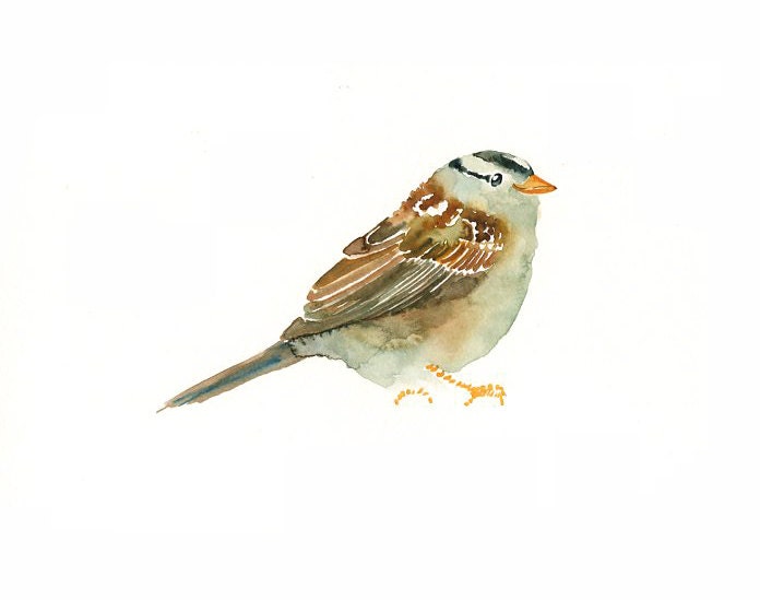 WHITE crowned SPARROW Original watercolor painting 10X8inch