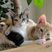 Adult (medium) Cat Tree House