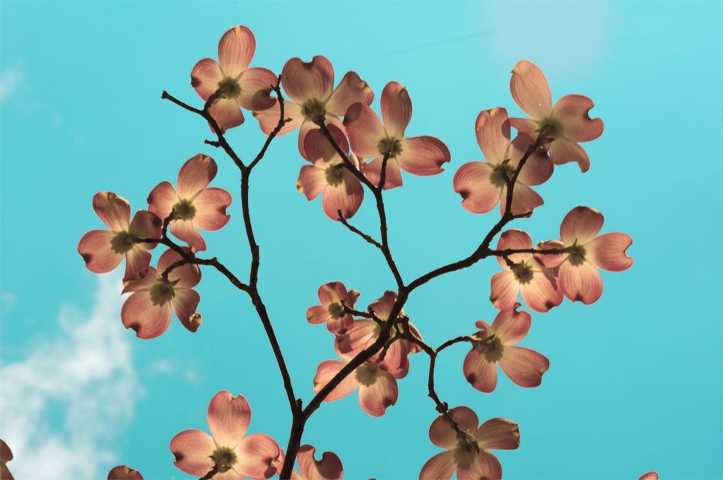 Dogwood Flower Photo in Aqua and Tan titled Dreamy -- 5x7 Fine Art