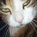Sally avatar