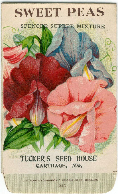 Vintage Flower Seed Packet Tuckers Seed House Lithograph SWEET PEAS Spencer(Carthage, Missouri)
