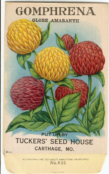Vintage Flower Seed Packet Tuckers Seed House Lithograph GOMPHRENA (Carthage, Missouri)