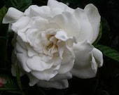 Oil Perfume Lanai Exotic Gardenia White Floral Tuberose