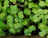 Organic Astro Arugula Roquette Seeds