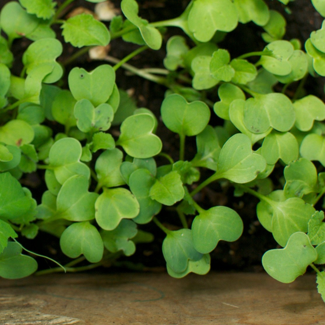 Organic Astro Arugula Roquette Seeds