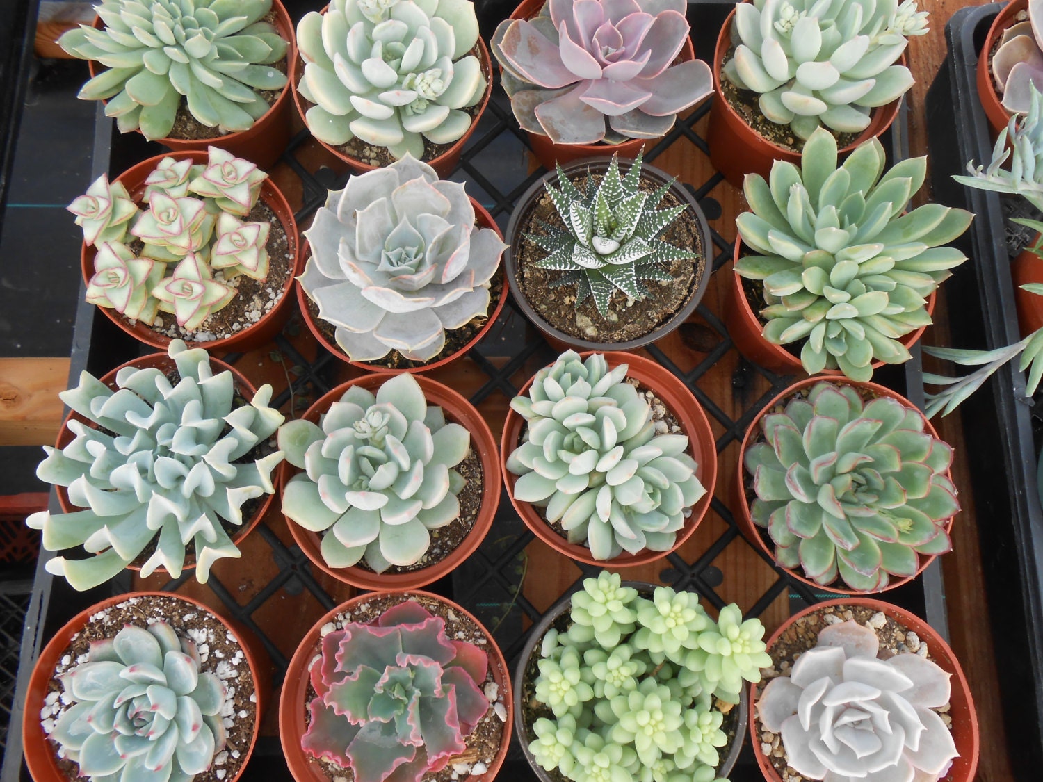 6 Large Succulent Plants, A Nice Collection, Great For Bouquets, Centerpieces and Home Decor, From 4 Inch Pots
