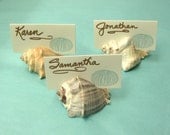 6 Seashell Place Card Holders - Beach Weddings, Beach Showers, Beach Dinners
