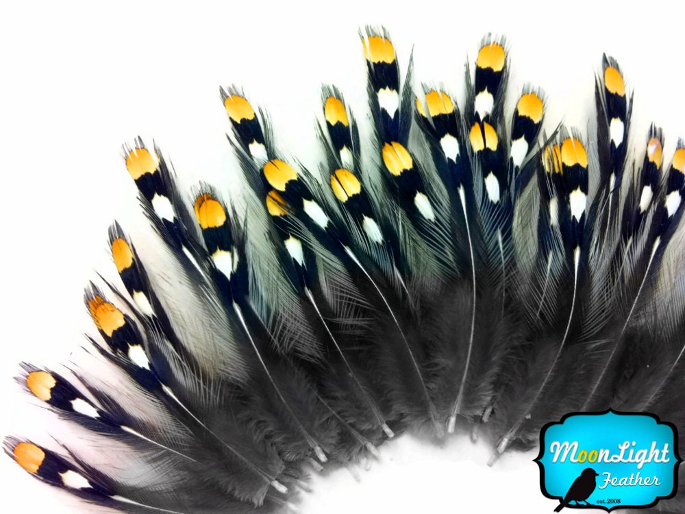 Exotic Feathers, 10 Pieces - NATURAL GOLD Jungle Cock Small Eye Loose Feather : 405