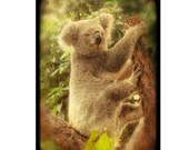 koala bear photograph,animal photograph,australia animal,brown home decor, tagt team