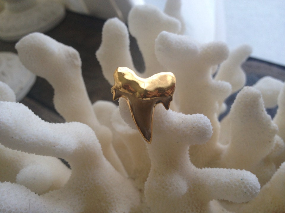 Gold Dipped Shark Tooth, Shark Tooth Ring, Gold Shark Tooth, Real Shark Tooth, Shark Tooth Jewelry, Summer Jewelry