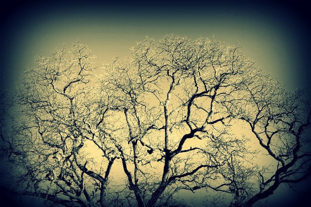 Winter Oak Photograph 16x20 - tree nature majestic bare stark black white gray art print decor room