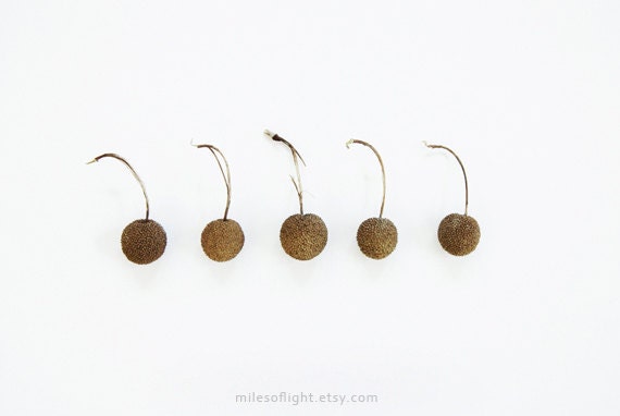 Frutos. 8x10. Fine Art Photographic Print. Minimalist. Natural Home Decor. Indoor garden botanical. Kitchen wall art.
