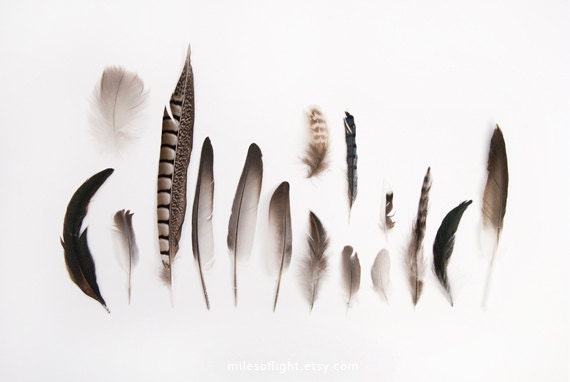 Plume Collection N2. 8x10. Fine Art Photographic Natural History Print. Minimal simple style. Natural Home Decor. Indoor garden botanical