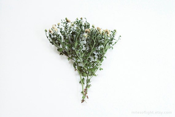 Green Bunch. 8x10. Fine Art Photographic Print. Minimalist. Natural Home Decor. Indoor garden botanical. Kitchen wall art.