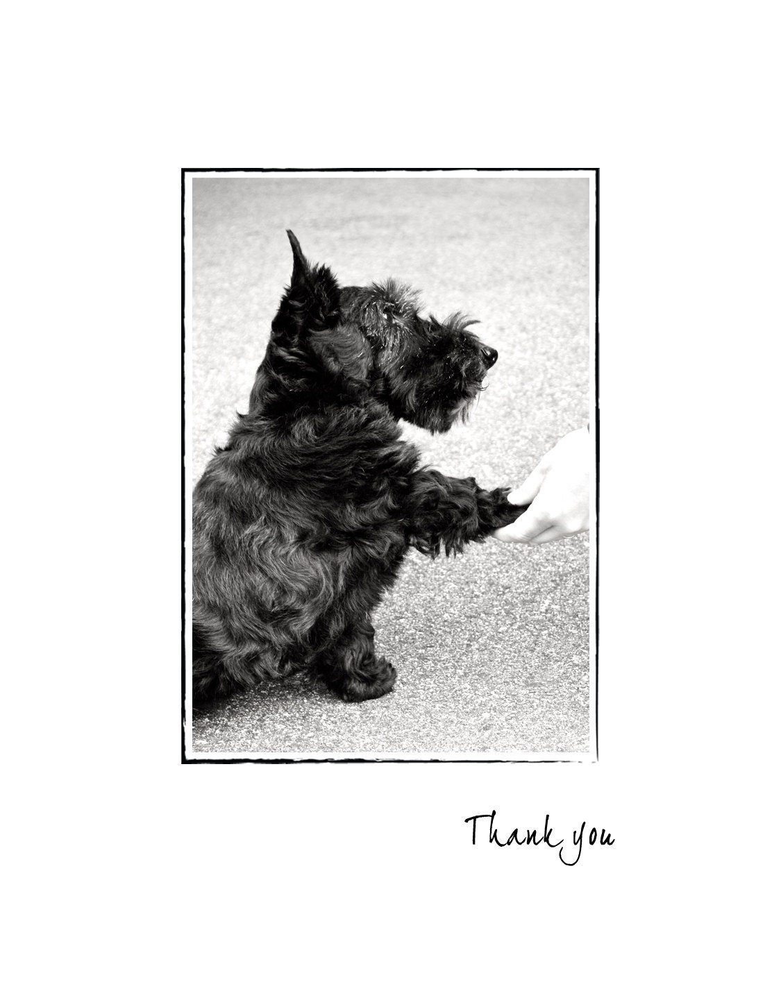 Scottie Dog Thank You Card