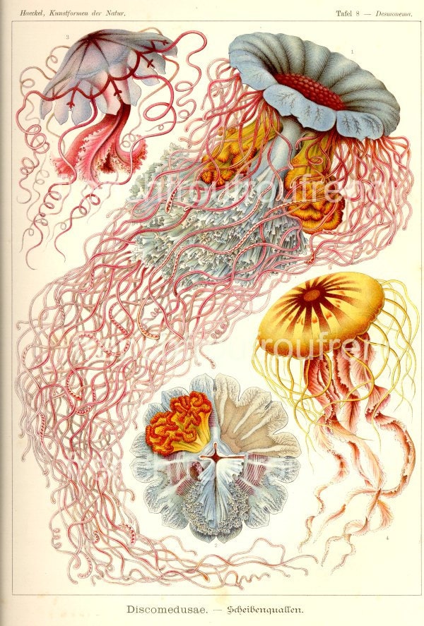 antique victorian jellyfish discomedusae illustration ernst haeckel