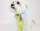 dog tie- shirt and tie collar- bright polka dot tie- wedding dog tie- cat tie- pet tie- green- turquoise- yellow