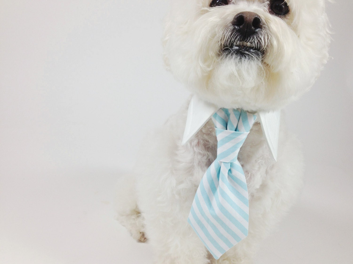 dog tie- shirt and tie collar- faux knot tie- stripe tie- aqua mint birthday tie- wedding dog tie- cat tie- pet tie- cupcake print