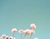 Clover - Spring photography, pink Clover flowers, pastel color, garden, blue and pink wall decor 8x8 Print
