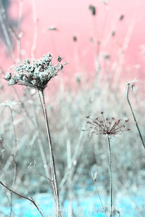 Nature Photography 8x10 Queen Anne Dresses for Spring fine art print