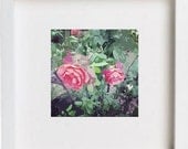 Coral Pink Rose Flower Print on Watercolor Paper 6 x 6. Spring Flowers. Home Decor. Mothers Day Gift.