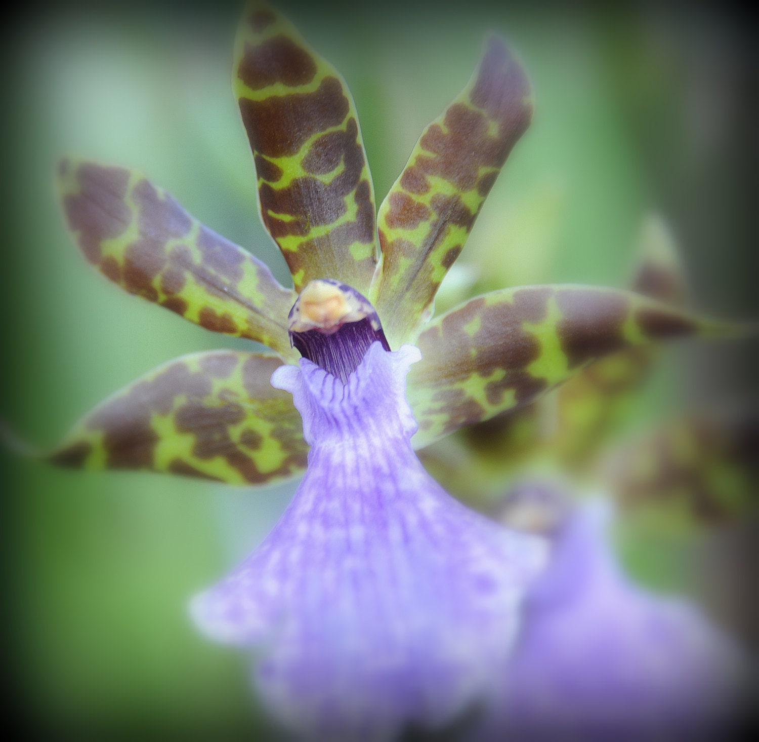 ACEO 0f a mini orchid titled Bearded Bird
