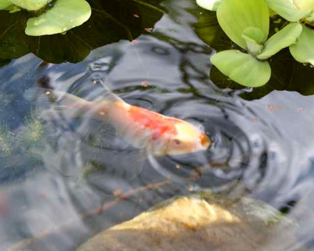 Goldfish Koi Fish Breathe Eating Making Ripples on Pond Water Surface- Fine Art Nature Macro Photography 8" x 10" Photo Print