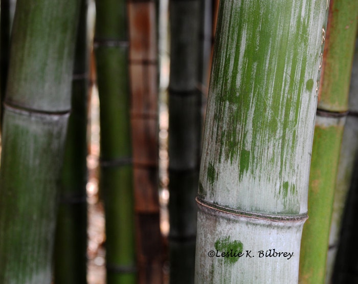 Nature Photography, Bamboo Forest, 8x12 Fine Art Nature Print, Home Decor, Wall Decor