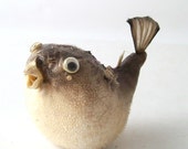 vintage mini blowfish puffer fish porcupine taxidermy taxidermied real souvenir ocean collectibles old retro - RecycleBuyVintage