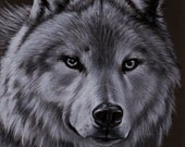 WOLF 3 dog puppy canine loup pencil painting Sandrine Curtiss Art Limited Edition Print ACEO