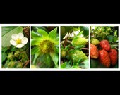 PRINTABLE FILE: Strawberry Flower Photography Original Print