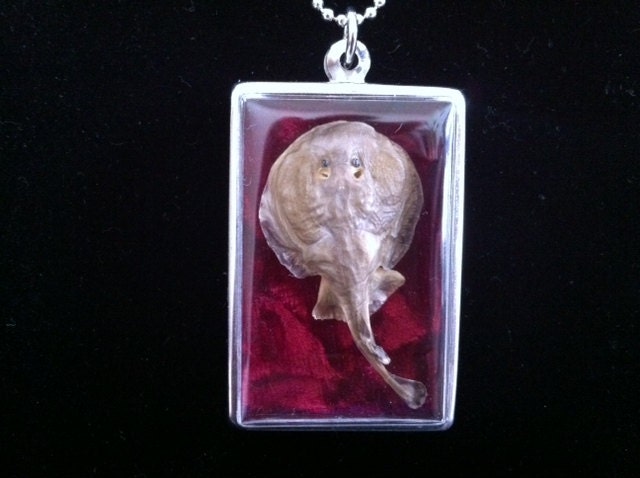 Memento Mori Necklace, Mummified Stingray Fetus Pendant, Mummy Electric Ray Fetal Jewelry