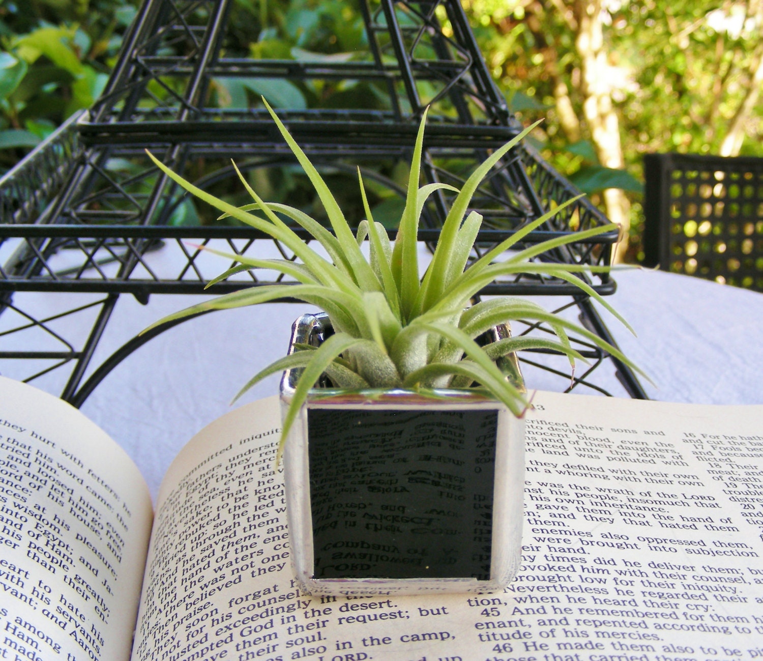 Black Stained Glass Tillandsia Air Plant Box (airplant included) ready to ship