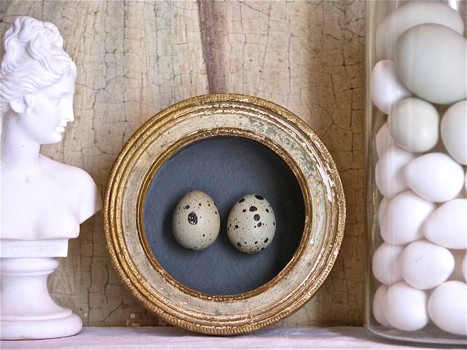 Florentine Bird Egg Shadowbox