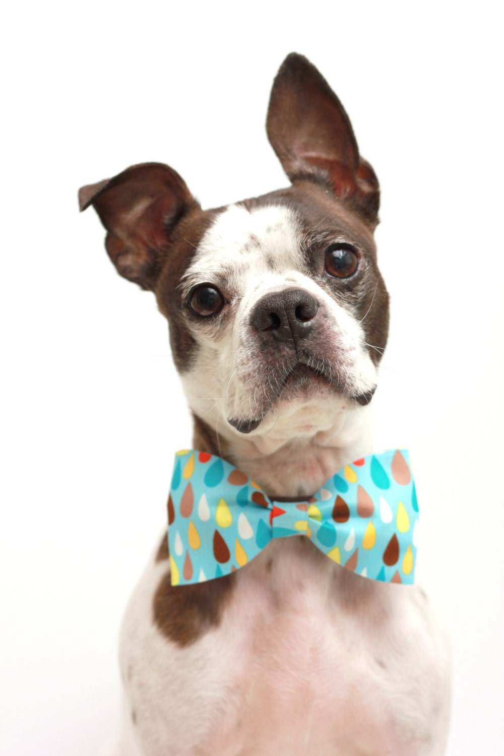 Dog Bow Tie - Rainbow Dops - Dog Collar Accessories