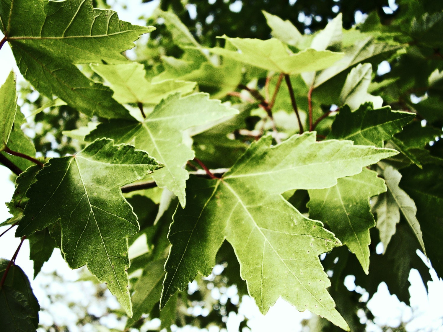 Leaves Nature Photography Florida Maple Leaves Woodland Nature Leaves Spring Home Decor Wall Art 5 x 7 print