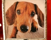 Dachshund Christmas Ornament, Doxie, Wiener Dog, Dachsie