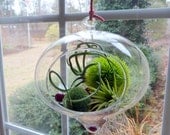 Hanging Glass Terrarium, Air Plants, Great for HOME or OFFICE. Unusual Gift.  Terrariums by mossterrariums on Etsy.