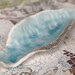 Little Seed Pod Porcelain Tray
