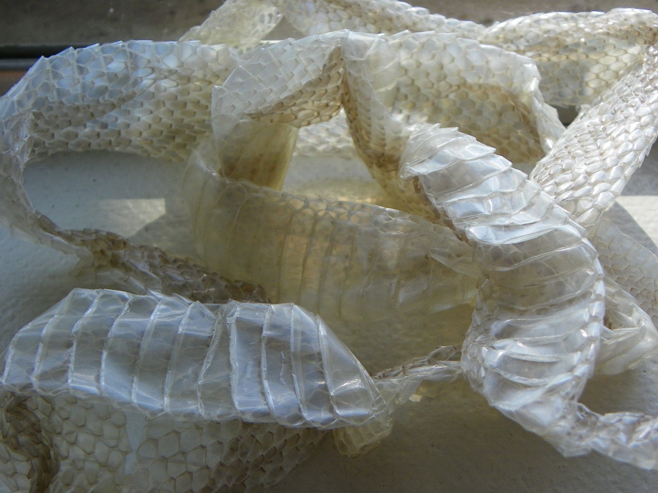 EE10 47.5 Inch Caramel Corn Snake Cornsnake Skin Shed Taxidermy Religious Educational Magic Spell Reptile Serpent