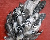 65ct Cruelty Free Guinea Feathers - FREE SHIPPING