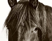 Horse, Black Horse Close Up Photograph, Equestrian Photography, Equine Wall Art, Nature Photograph