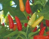 Tabasco Heirloom Hot Pepper Seeds