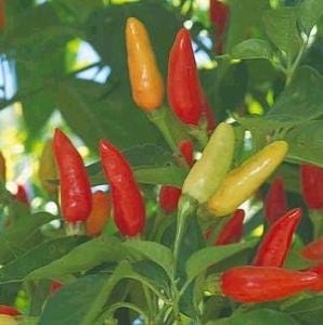Tabasco Heirloom Hot Pepper Seeds