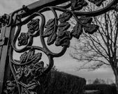 Wrought Iron Gate black iron gate of roses architectural photography by Charlee Fischer  8 x 10 print