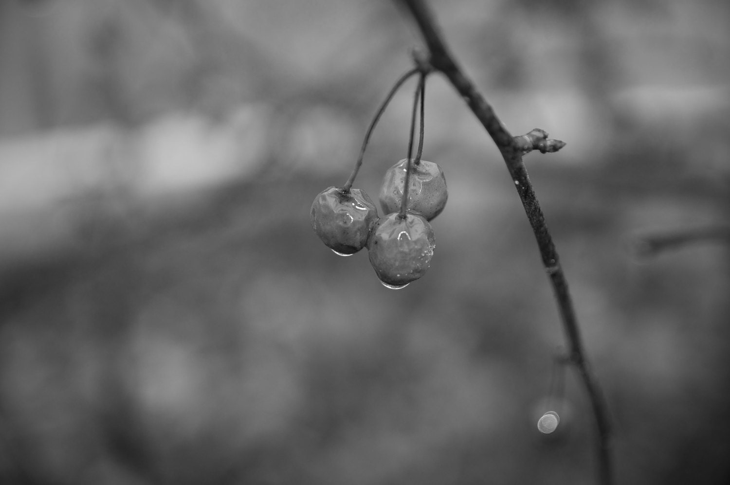 Black and White Frozen Winter Berries - Woodstock Vermont
