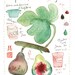 Kitchen art print, Fig jam recipe watercolor painting, 8x10 poster, Botanical kitchen decor, Fruit illustration, Food artwork