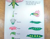 1963 School Science Chart - 18 X 24 Lesson on Plants with Fun Retro Art